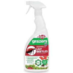 Grazers Lily Beetles