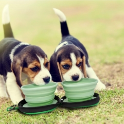 Crufts Double Travel Pet Bowl